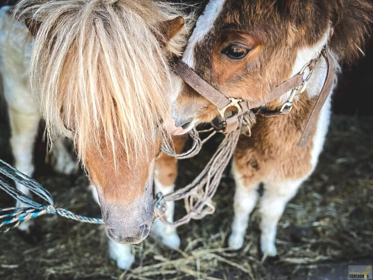Uratujmy Morelkę i Marcelka! Dorzuć dyszkę…